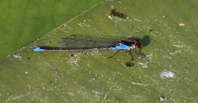 identificazione libellula delta Danubio